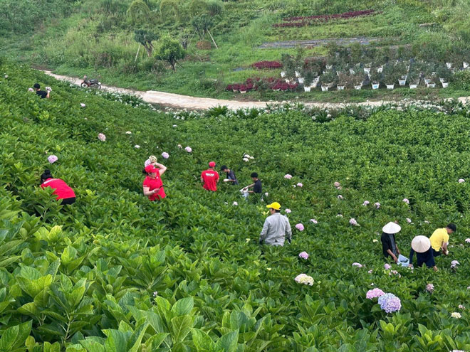 Sa Pa cai tao canh quan don khach.