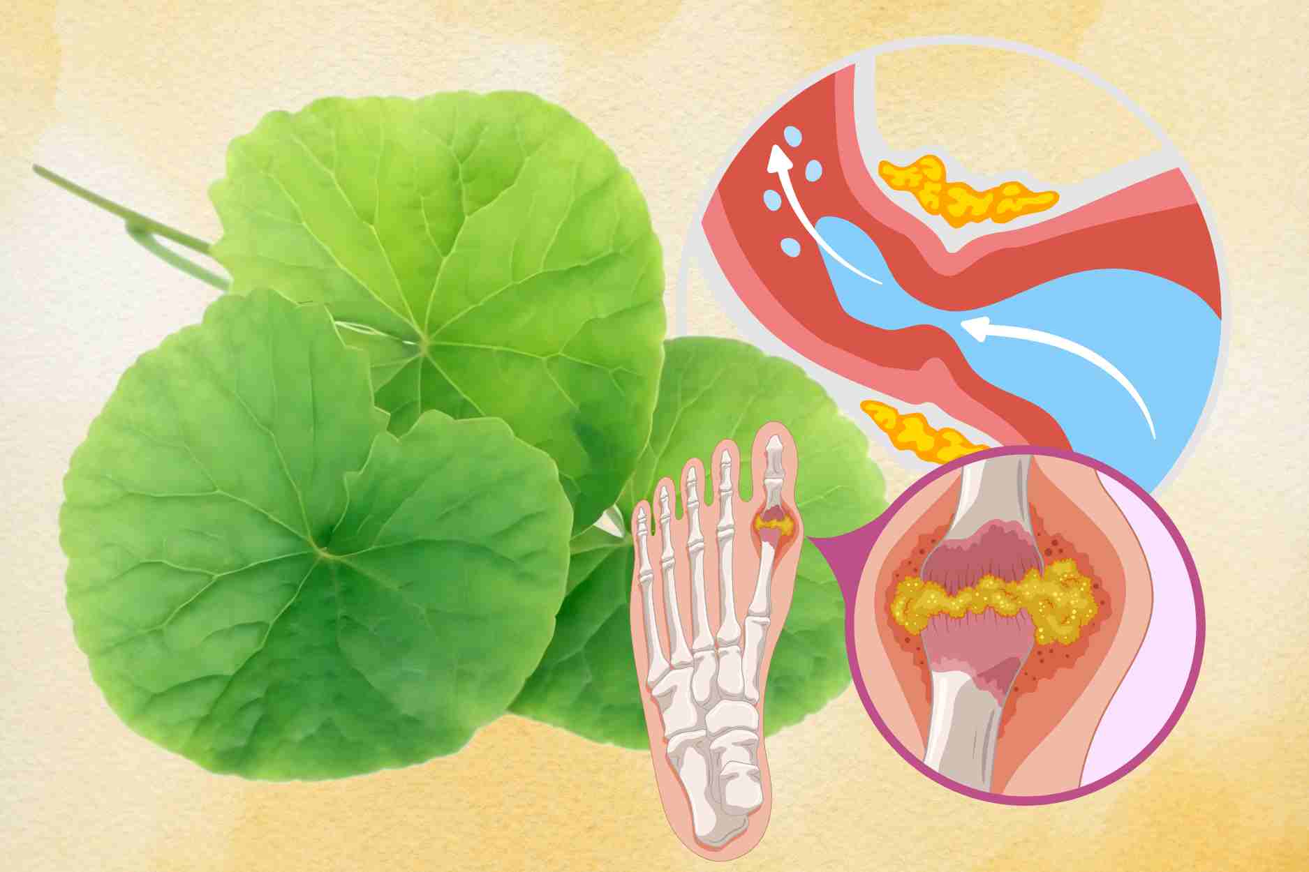 葉野菜を食べる黄金時代、尿酸値を効果的に下げるのに役立つ