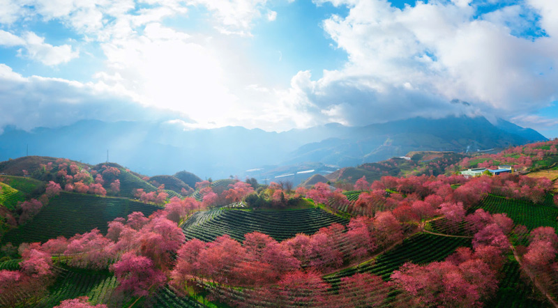 Doi che O Long la mot trong nhung diem check-in noi tieng tai Sa Pa, dac biet vao mua mai anh dao no. Anh: Duong Quoc Hieu