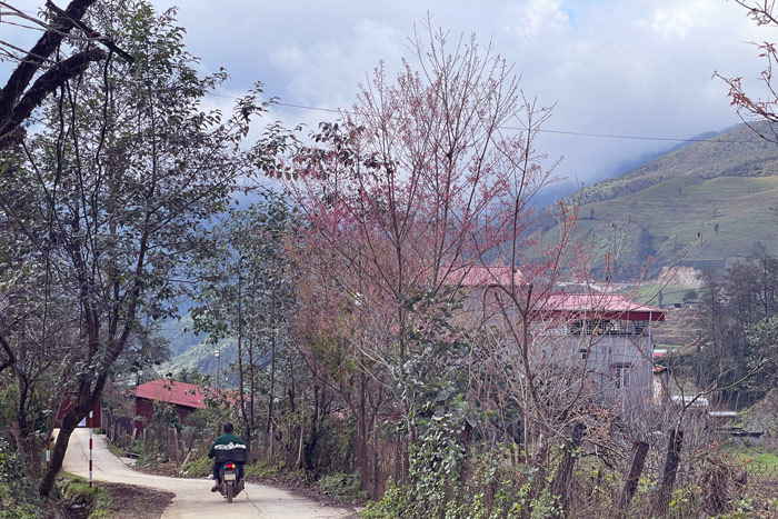 Doc duong vao doi che o long, hoa anh dao da bung sac no. Anh: Dinh Dai