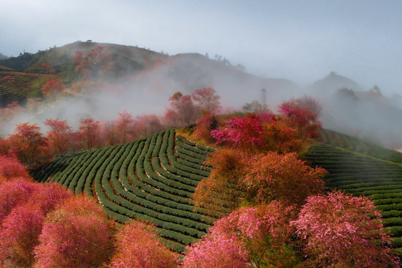 Nhung doi che xanh ngat duoc to diem boi sac hong cua hoa anh dao. Anh: Duong Quoc Hieu