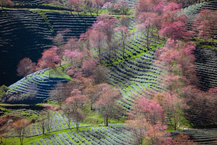 Mau xanh cua la che hoa cung sac hong cua hoa anh dao tao thanh khung canh nen tho. Anh: Duong Quoc Hieu