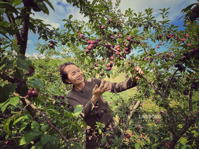 Trai nghiem hai man chin tai vuon o ban Ta Van. Anh: An Vi