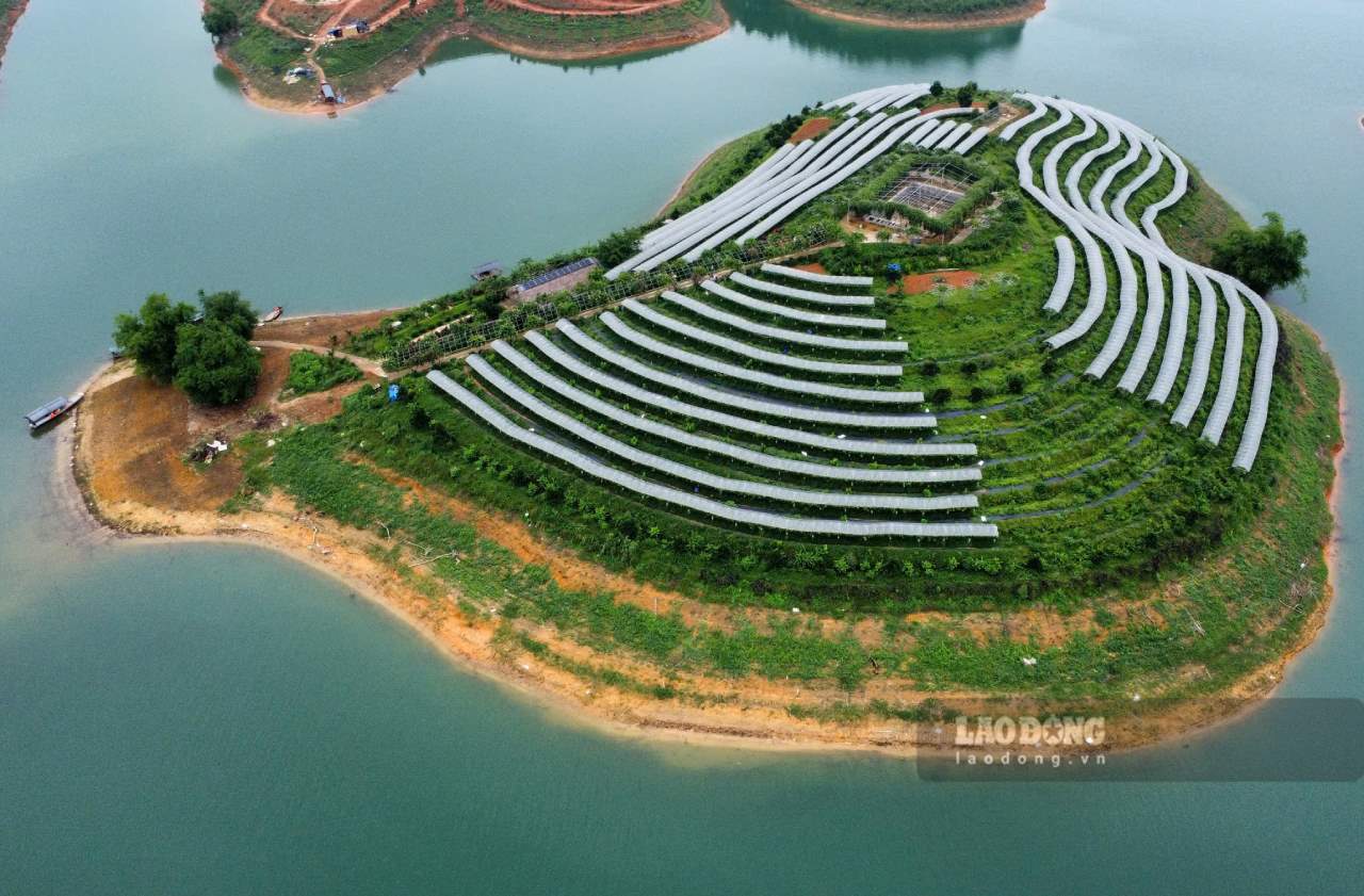 Vuon nho cua cua nguoi dan toa lac giua long ho Thac Ba khien nhieu du khach thich thu. Anh: Van Duc.