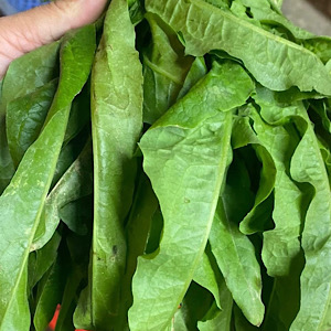 玉ねぎは肝臓の解毒を助け、より良い睡眠を助ける効果がある。写真:クアン・ミン.