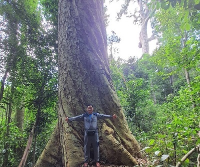 Natural forest with ancient incense sticks in the Kbang area (old). Photo: Thanh Tuan
