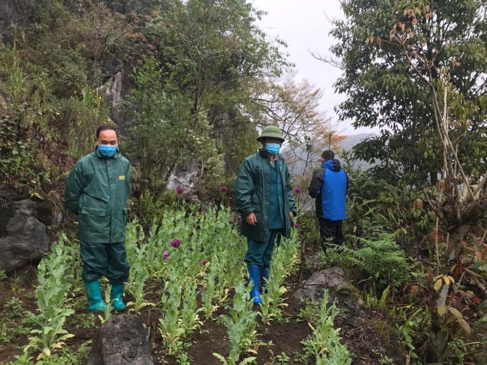 Eliminando gradualmente los arboles de opio de la vida de las minorias etnicas. Foto: Tuan Linh