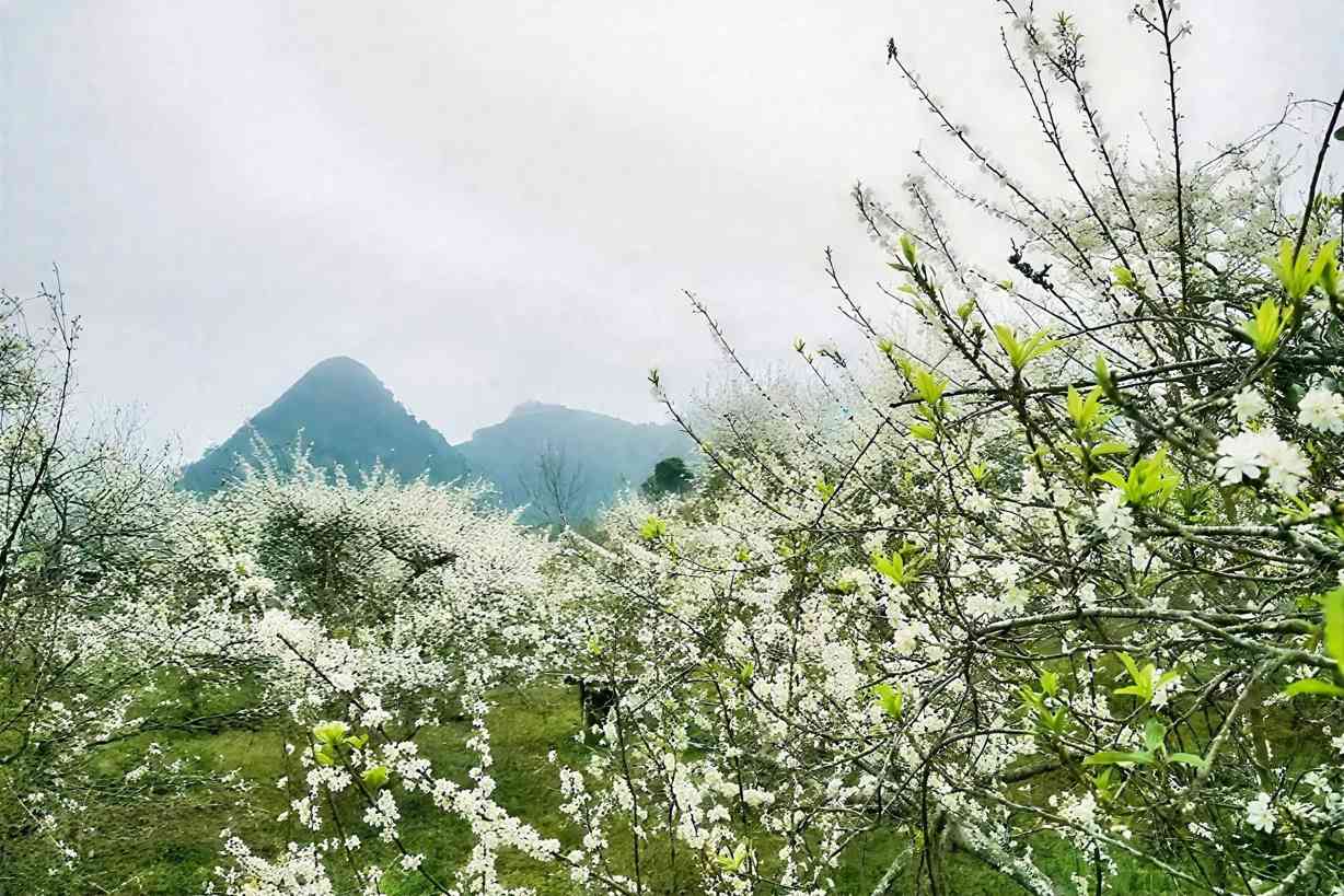 Mua hoa man tren cong troi Muong Long. Anh: Ngoc Anh
