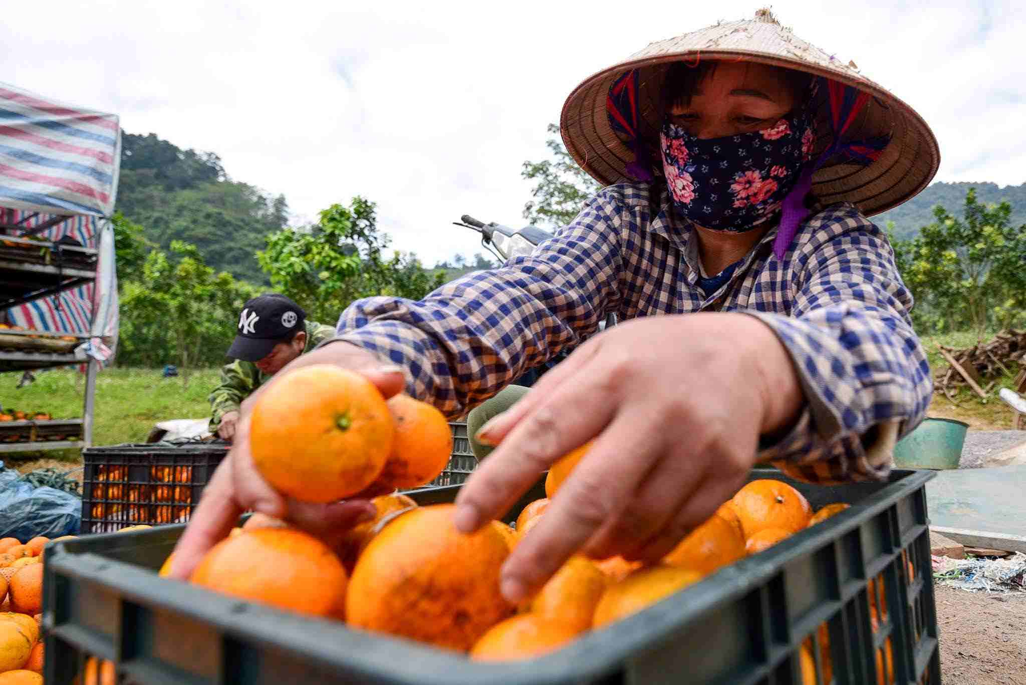 Fruit and vegetable exports continue to be a bright spot for Vietnamese agriculture in 2025. Photo: Hai Nguyen