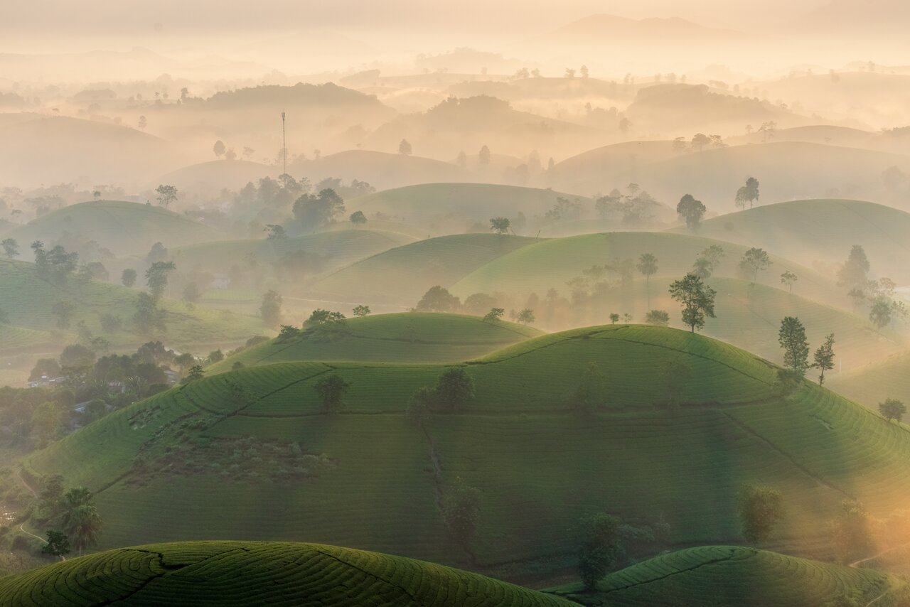 Nhung doi che bat up huyen ao duoi lan suong som. Anh: To Cong.