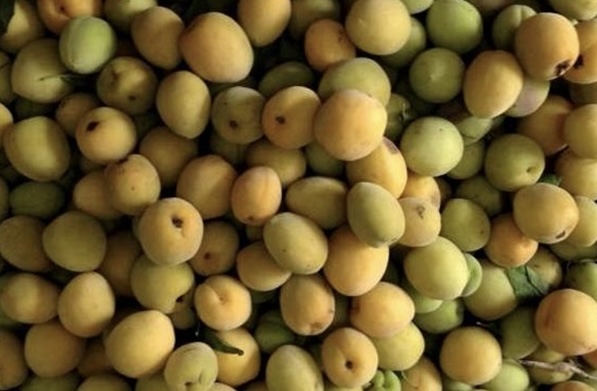 Apricot juice can help lower blood sugar if consumed properly. Photo: Kieu Vu