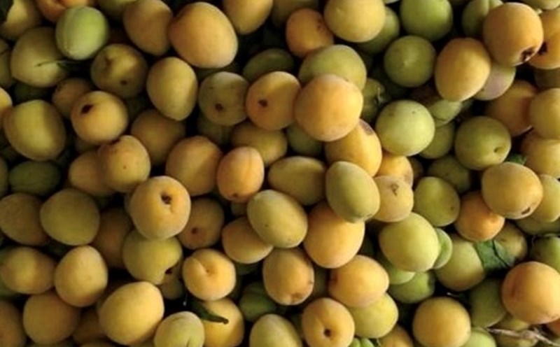 Apricot juice can help lower blood sugar if consumed properly. Photo: Kieu Vu