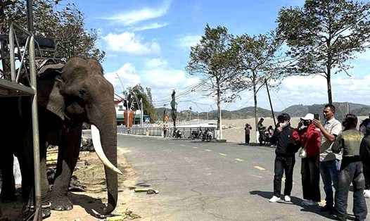 Lượng khách du lịch đến tỉnh Đắk Lắk trong dịp Tết Nguyên đán Ất Tỵ năm 2025 tăng nhẹ so với năm ngoái. Ảnh: Bảo Trung