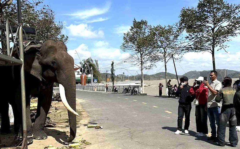 The number of tourists to Dak Lak province during the Lunar New Year 2025 increased slightly compared to last year. Photo: Bao Trung