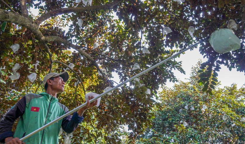 Farmers go to the garden to harvest star apples for Tet holiday