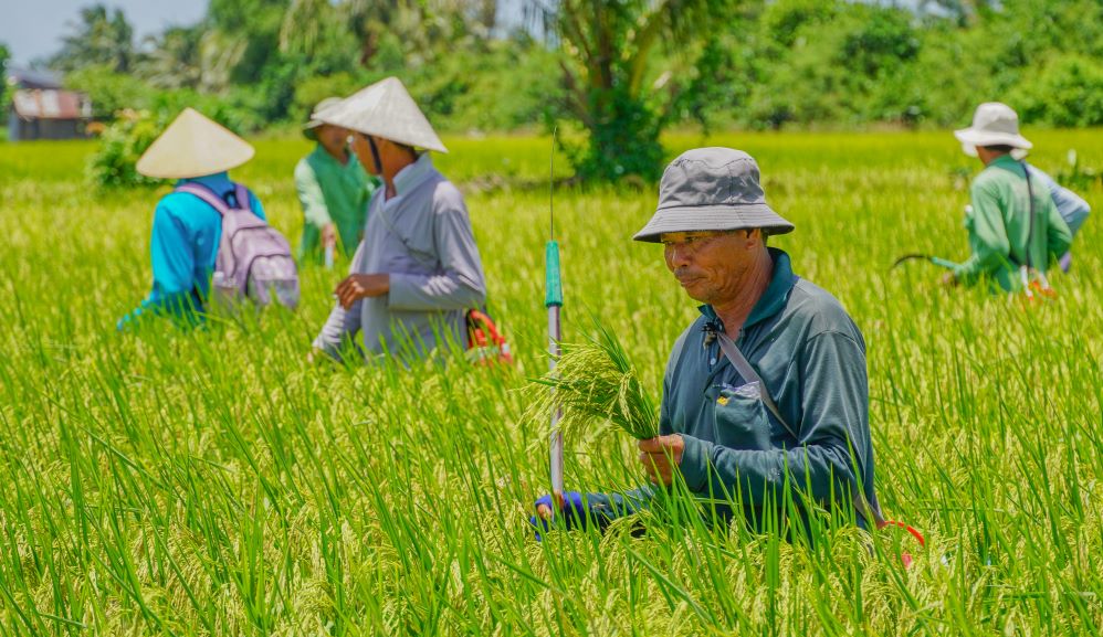 Nguoi tham gia doi khu lan se dan hang ngang, moi nguoi cach nhau khoang mot dang tay de dam bao khong bo sot bat ky ca the nao khong dat chuan. 