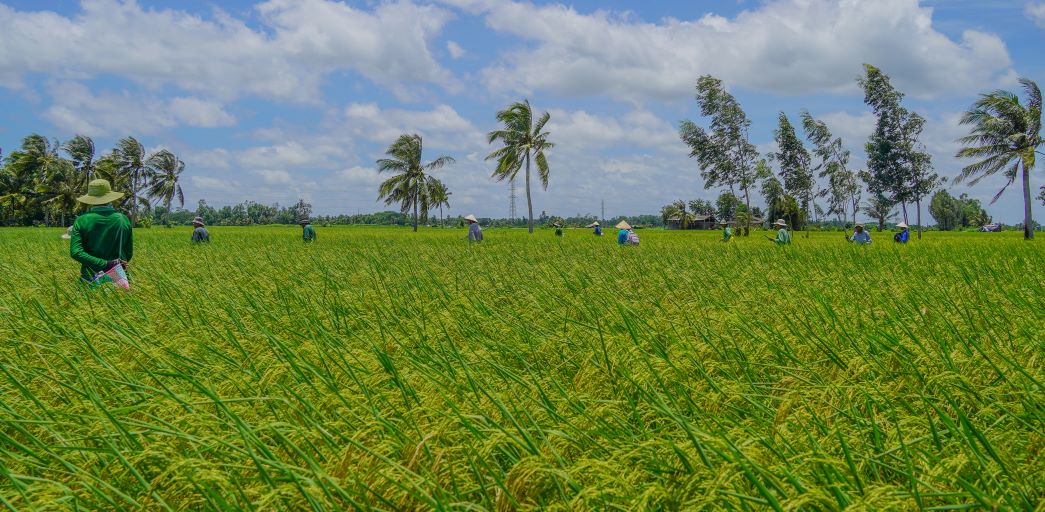 Tai xa Dai Tam (huyen My Xuyen, tinh Soc Trang) moi nam co khoang 100 ha chuyen canh tac lua giong ST24 va ST25 cap xac nhan. Nong dan o day ap dung phuong phap gieo ma, cay may, giup giam luong giong gieo sa, han che dich hai va giam chi phi san xuat. Toan bo dien tich deu duoc doanh nghiep bao tieu voi gia cao hon thi truong tu 1.000 den 1.500 dong/kg, tao dong luc cho ba con nong dan yen tam san xuat.