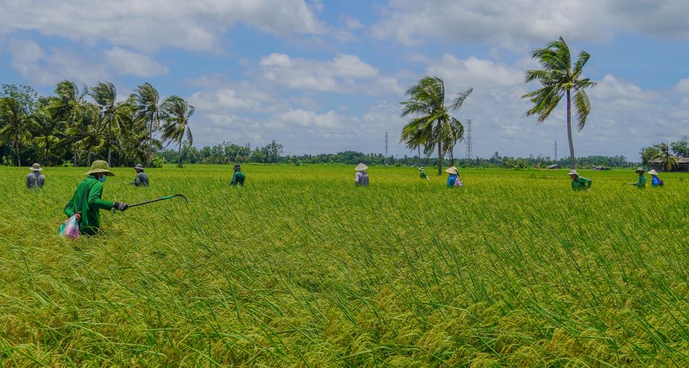 Tai vung chuyen canh lua giong ST25 cap xac nhan o xa Dai Tam (huyen My Xuyen, tinh Soc Trang), doi khu lan dong vai tro then chot trong viec loai bo nhung cay lua “lac loai“, dam bao do thuan chung cua giong, tu do duy tri chat luong thuong hang cua loai gao nay.