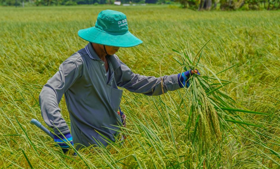 Cong viec khu lan doi hoi su ti mi va kinh nghiem. Nguoi khu lan se loai bo cac ca the lua phat trien khong dong deu, nhung cay lua sot lai tu vu truoc, cac loai co dai hoac nhung giong lua khac “lan” vao.