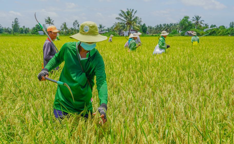 Anh Trieu Kim Do - dai dien Doanh nghiep tu nhan Ho Quang Tri - don vi san xuat lua ST25 noi tieng, cho biet: “Chung toi dua vao ngay gieo cay de tinh toan thoi diem khu lan. Thong thuong, lua sau khi gieo sa 18-20 ngay se tien hanh khu lan lan 1, khi lua duoc 65-70 ngay se thuc hien lan 2 va lan cuoi la khoang 2 tuan truoc khi thu hoach. Trong suot qua trinh sinh truong, lua ST25 phai trai qua 3-4 lan “sang loc” gat gao nhu vay“.