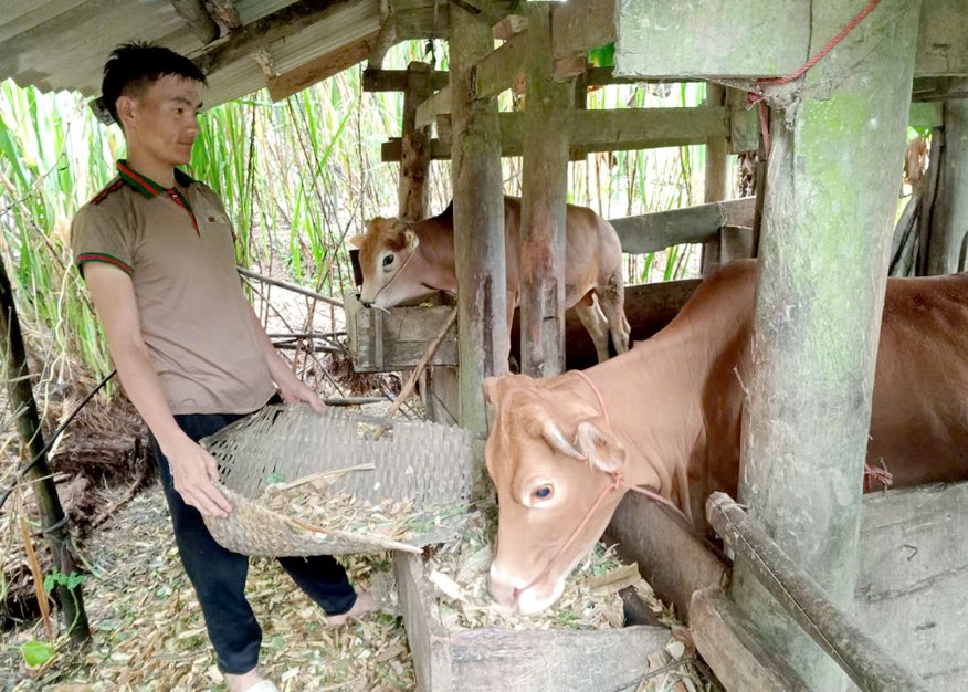 Gia dinh anh Va Mi Va, thon Sang Lung, xa Lung Ho (Yen Minh) bo ta dao tap trung phat trien nuoi bo. Anh: Hoang Ngoc.