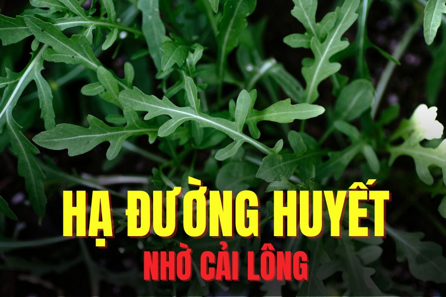 Effective blood sugar lowering thanks to hairy vegetables. Graphics: Hoai Lan