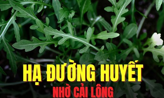 Hạ đường huyết hiệu quả nhờ rau cải lông. Đồ họa: Hoài Lan