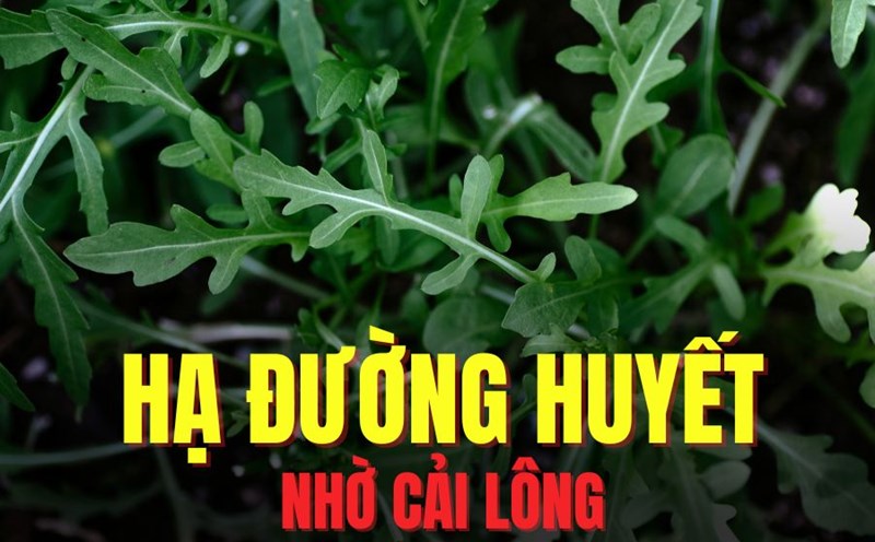 Effective blood sugar lowering thanks to hairy vegetables. Graphics: Hoai Lan