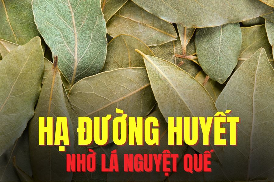 Bay leaves help lower blood sugar and prevent diabetes. Graphics: Hoai Lan
