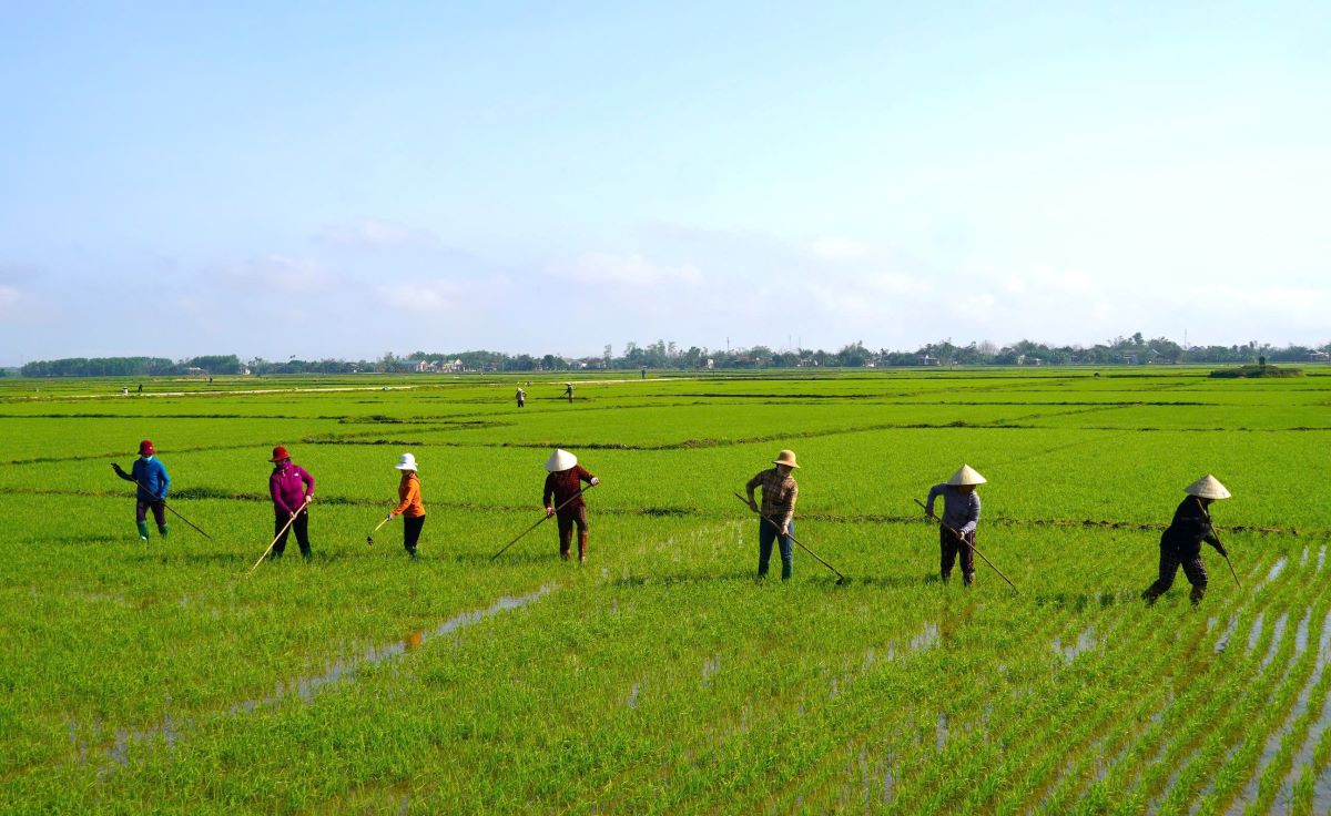 Nong dan o Quang Tri ra dong dam lua. Anh: Tien Nhat