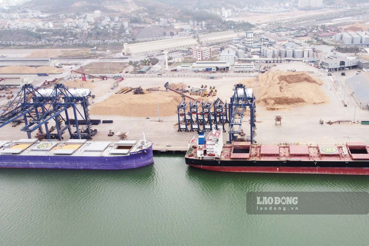 Imported more than 36,000 tons of wheat and 30,000 tons of corn at Cai Lan port, Ha Long city, Quang Ninh province on February 1, 2025 (the 4th day of Tet). Photo: Doan Hung