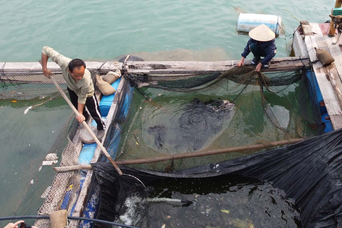Fishermen in Van Don district, Quang Ninh province, raise aquatic products after storm Yagi. Photo: Doan Hung