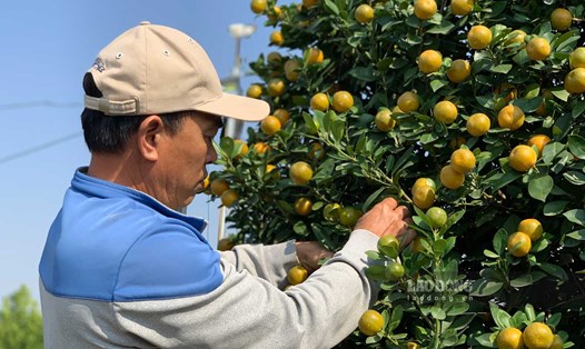 Quả quất không chỉ là một loại trái cây giàu dinh dưỡng mà còn mang lại nhiều lợi ích sức khỏe cho người mắc bệnh tiểu đường. Ảnh: Hà Vi.