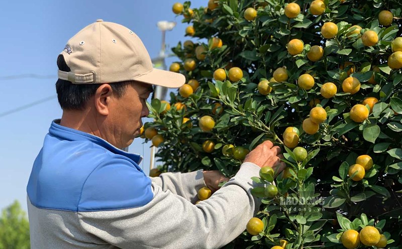 Kumquat is not only a nutritious fruit but also brings many health benefits for people with diabetes. Photo: Ha Vi.