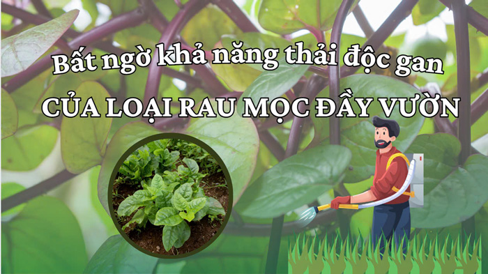 Suddenly the ability to detoxify the liver to the garden full of garden