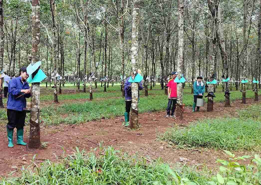 Workers at Cuor Dang farm, Dak Lak province. Photo: Bao Trung