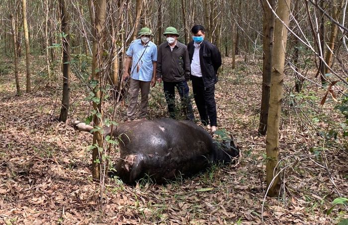 The buffalo died in the forest due to hematoma. Photo: H.nguyen