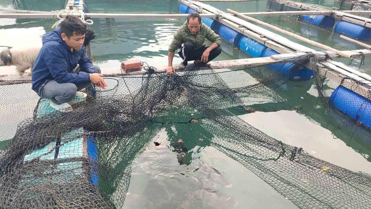 Households restore aquaculture in Van Don district, Quang Ninh province. Photo: Doan Hung