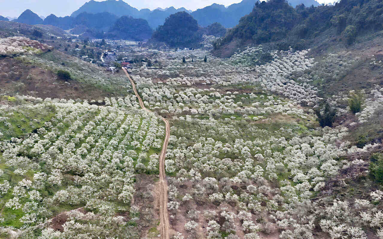 Dang la thoi diem hoa man no dep nhat trong nam nen Moc Chau tro thanh diem den hut khach bac nhat khu vuc phia Bac. Anh: Minh Nguyen