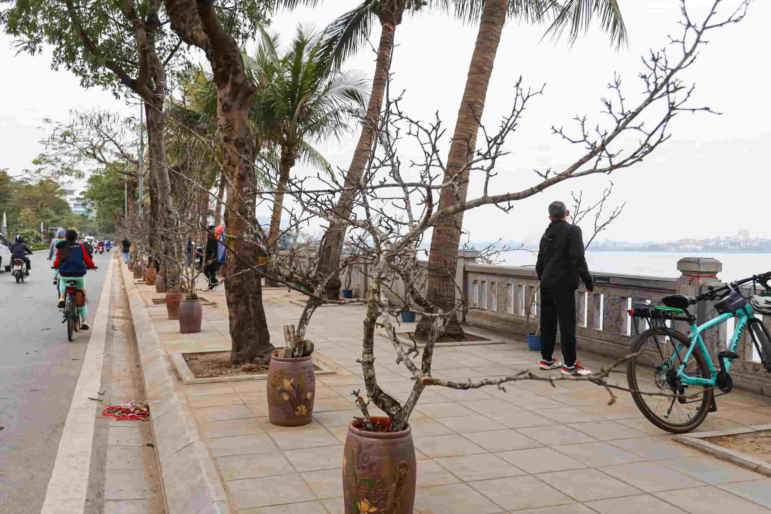 Nhung canh hoa le cua nui rung Tay Bac duoc bay ban tren nhieu tuyen duong Ha Noi nhu Lac Long Quan, Co Linh, Au Co... Anh: Huyen Trang