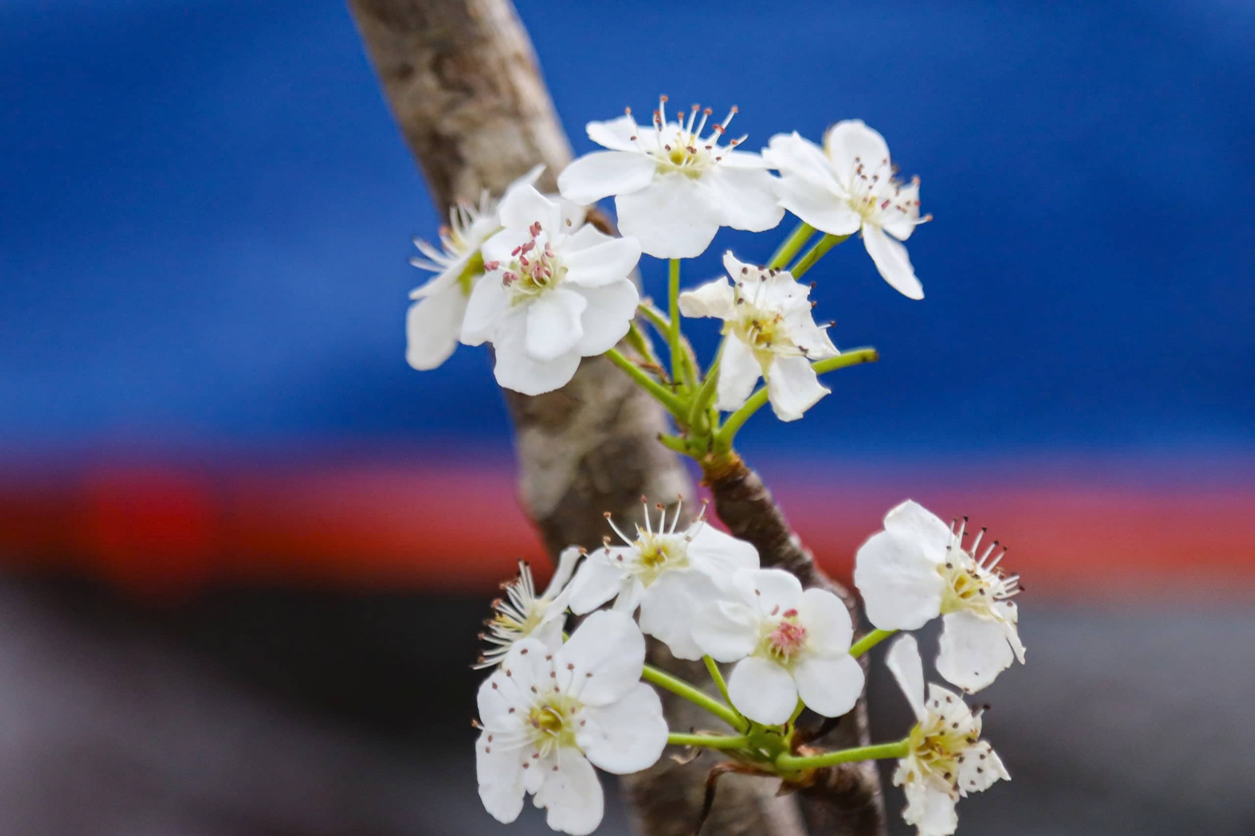 Wild pear flowers bloom in many batches and can last for 1-2 months, so many people are willing to spend money to bring the white color of the mountains and forests home. Photo: Huyen Trang