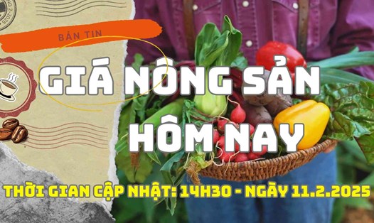 Giá nông sản hôm nay ngày 11.2.2025. Ảnh: Bảo Lâm