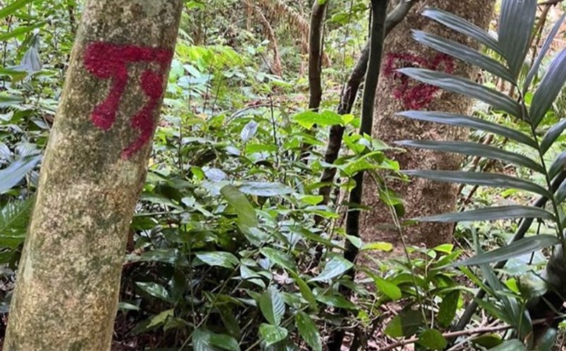 Marked trees located in the forest area put up for auction. Photo: Han Nguyen