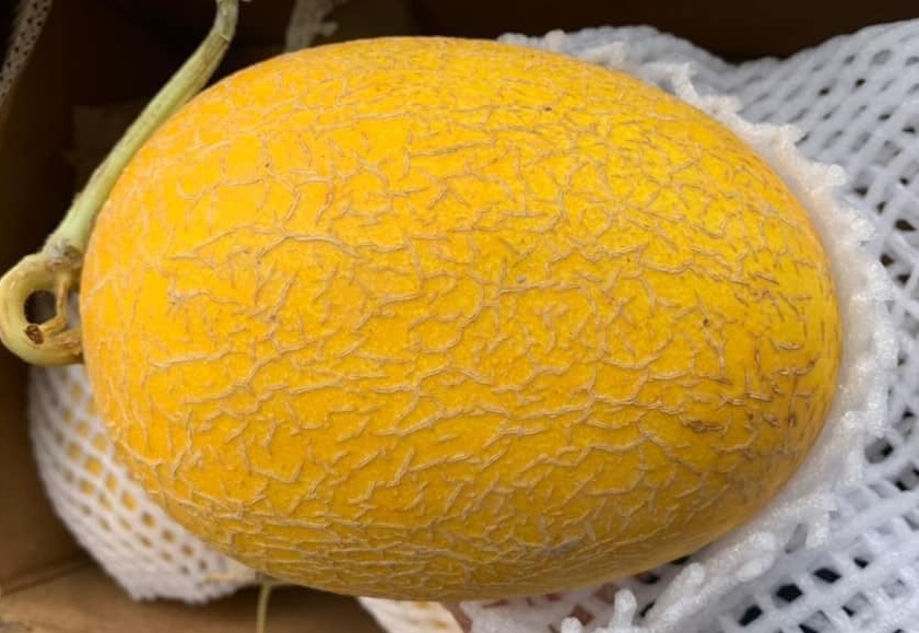 Cantaloupe can effectively support weight loss. Photo: Kieu Vu