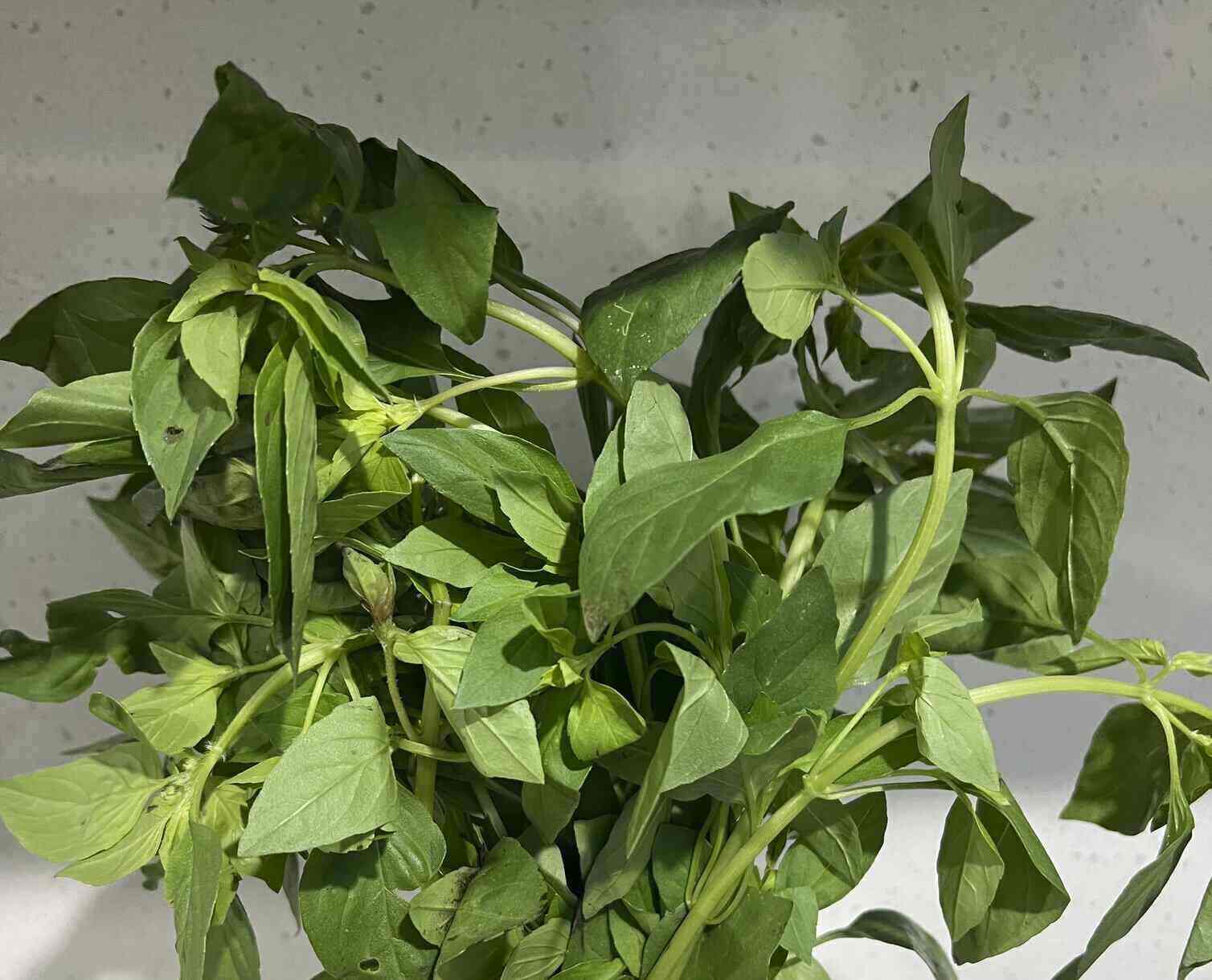 Perilla leaves are believed to have potential in supporting blood sugar reduction. Photo: Kieu Vu