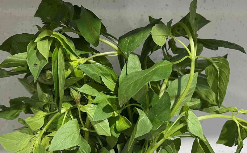 Perilla leaves are believed to have potential in supporting blood sugar reduction. Photo: Kieu Vu