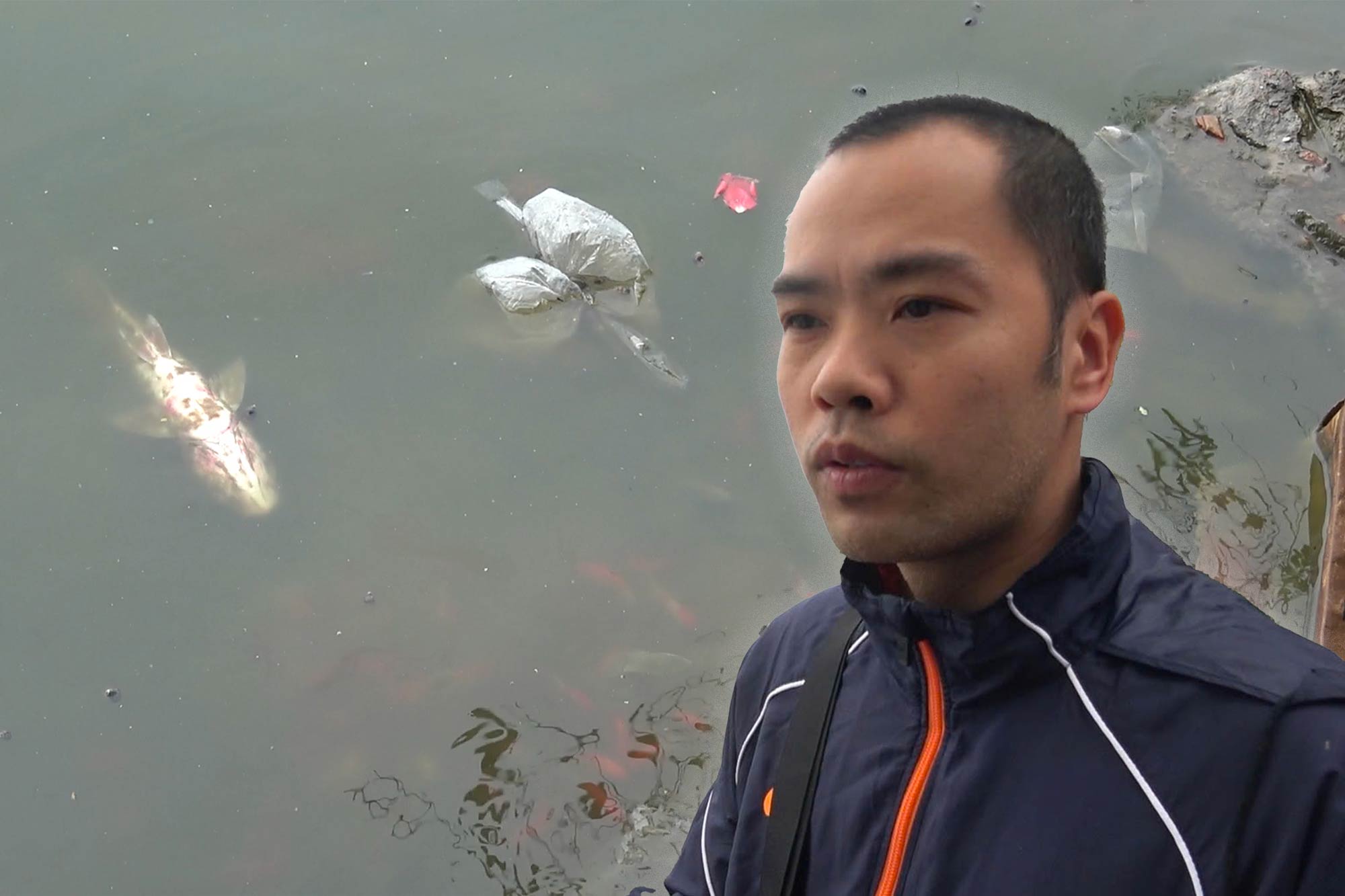 Disgusting scene of dead fish and snails floating in West Lake after release