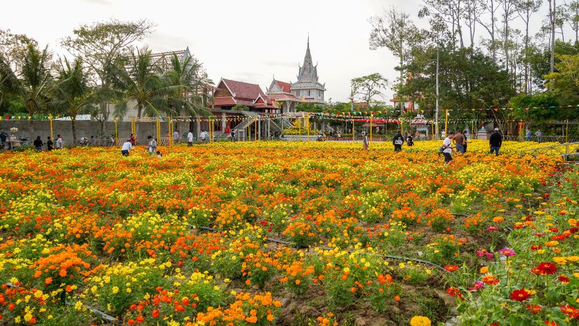 Nhung ngay nay, hang ngan du khach trong va ngoai tinh Soc Trang da den chua Chen Kieu (ten khac la chua Sa Lon) o xa Dai Tam, huyen My Xuyen de “check-in” vuon hoa mat troi (hoa huong duong) dang ruc ro khoe sac duoi nang xuan am ap...