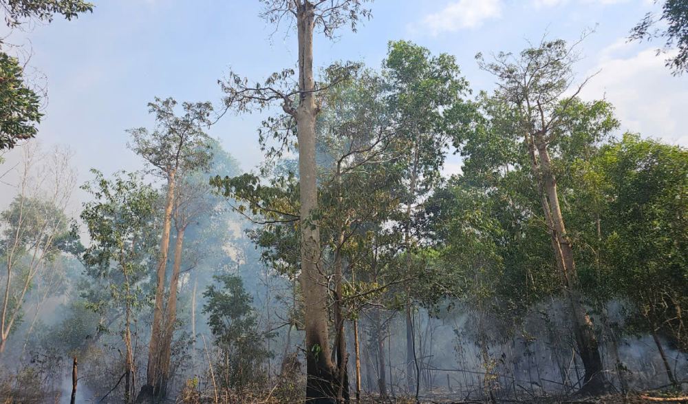Phu Quoc is warning of extremely dangerous forest fires. Activities such as slash-and-burn farming, burning trash, smoking and littering can cause serious forest fires. Photo: Phu Quoc National Park