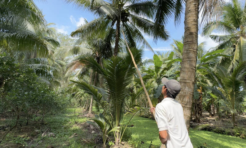 Moi thang HTX nong nghiep Van Hung tieu thu hon 400 ngan trai dua. Anh: Hoang Loc